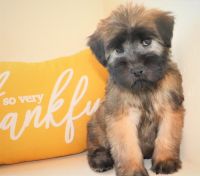 Soft-Coated Wheaten Terrier Puppies for sale in Coeur d'Alene, ID, USA. price: NA