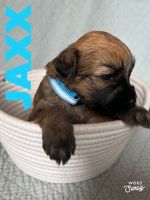 Soft-Coated Wheaten Terrier Puppies for sale in West Branch, MI 48661, USA. price: NA