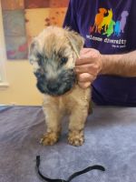Soft-Coated Wheaten Terrier Puppies for sale in Dallas, TX, USA. price: NA