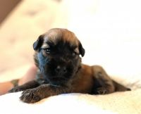 Soft-Coated Wheaten Terrier Puppies for sale in Easton, MA, USA. price: NA