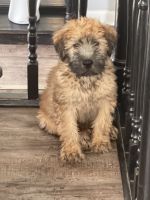 Soft-Coated Wheaten Terrier Puppies Photos