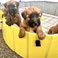 Soft-Coated Wheaten Terrier Puppies for sale in Wildomar, CA, USA. price: NA