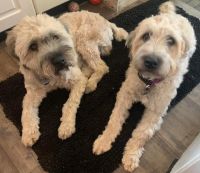 Soft-Coated Wheaten Terrier Puppies for sale in Pasadena, MD 21122, USA. price: $2,500