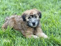 Soft-Coated Wheaten Terrier Puppies for sale in West Jordan, UT, USA. price: $997