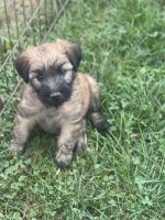 Soft-Coated Wheaten Terrier Puppies for sale in Bedford, IN 47421, USA. price: $700