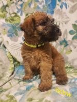 Soft-Coated Wheaten Terrier Puppies for sale in Chuckey, TN 37641, USA. price: $100,000