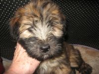 Soft-Coated Wheaten Terrier Puppies for sale in Harrison, SD 57344, USA. price: $75,000