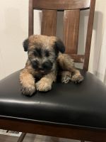 Soft-Coated Wheaten Terrier Puppies for sale in Pinon Hills, CA, USA. price: $950