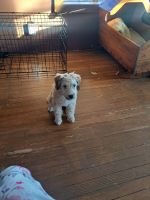 Soft-Coated Wheaten Terrier Puppies for sale in York, Pennsylvania. price: $400