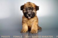 Soft-Coated Wheaten Terrier Puppies for sale in San Diego, CA, USA. price: NA