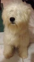 Soft-Coated Wheaten Terrier Puppies for sale in Cape Coral, FL, USA. price: NA