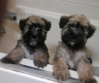 Soft-Coated Wheaten Terrier Puppies for sale in De Soto, MO 63020, USA. price: NA