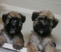 Soft-Coated Wheaten Terrier Puppies for sale in De Soto, MO 63020, USA. price: NA