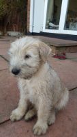 Soft-Coated Wheaten Terrier Puppies for sale in Edmond Crossing Boulevard, Edmond, OK 73013, USA. price: NA