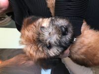 Soft-Coated Wheaten Terrier Puppies for sale in Plymouth, MI 48170, USA. price: NA