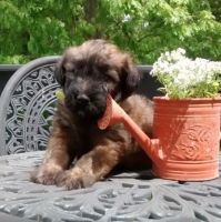 Soft-Coated Wheaten Terrier Puppies Photos