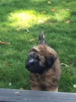 Soft-Coated Wheaten Terrier Puppies for sale in Boston, MA, USA. price: NA