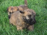 Soft-Coated Wheaten Terrier Puppies for sale in Pueblo, CO, USA. price: NA
