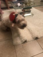 Soft-Coated Wheaten Terrier Puppies for sale in Bartow, FL, USA. price: NA