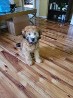 Soft-Coated Wheaten Terrier Puppies for sale in Freeport, NY, USA. price: NA