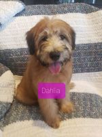 Soft-Coated Wheaten Terrier Puppies for sale in Colorado Springs, CO, USA. price: NA