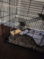 Soft-furred Rat Rodents for sale in Clarksville, TN, USA. price: $200