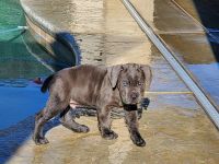 Spanish Mastiff Puppies for sale in Livingston, CA 95334, USA. price: NA