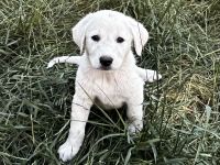 Spanish Mastiff Puppies for sale in North Branch, MN, USA. price: $800