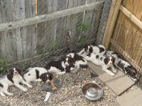 Spanish Pointer Puppies for sale in Rapid City, SD, USA. price: NA