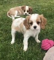 Spanish Pointer Puppies for sale in Virginia Beach, VA, USA. price: $300