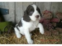 Spanish Pointer Puppies for sale in Virginia Beach, VA, USA. price: $300