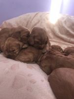 Spanish Pointer Puppies for sale in New York, NY, USA. price: NA