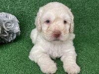 Spanish Water Dog Puppies for sale in Fort Worth, TX 76104, USA. price: NA