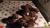 Spanish Water Dog Puppies for sale in Ohio City, Cleveland, OH, USA. price: NA