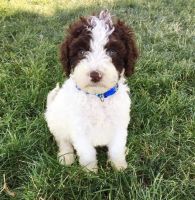 Spanish Water Dog Puppies for sale in Boise, ID, USA. price: $900