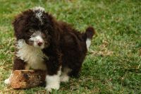 Spanish Water Dog Puppies for sale in Miami, FL, USA. price: NA