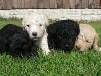 Spanish Water Dog Puppies for sale in New York, NY, USA. price: NA