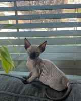 Sphynx Cats for sale in Tracy, CA, USA. price: NA
