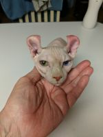 Sphynx Cats for sale in Linden, IN, USA. price: NA