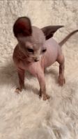 Sphynx Cats for sale in Henderson, NV 89074, USA. price: NA