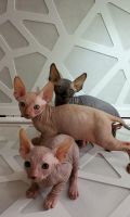 Sphynx Cats for sale in Fort Lee, NJ 07024, USA. price: NA