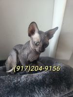 Sphynx Cats for sale in Bayonne, NJ, USA. price: NA