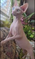 Sphynx Cats for sale in San Jose, CA, USA. price: NA