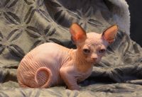 Sphynx Cats for sale in Southern Pines, NC, USA. price: NA
