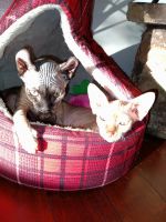 Sphynx Cats for sale in Portage, IN, USA. price: NA