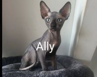 Sphynx Cats for sale in New York, NY, USA. price: NA