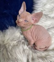 Sphynx Cats for sale in Oakland, CA, USA. price: NA
