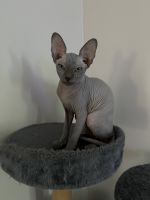 Sphynx Cats for sale in Pahrump, NV 89061, USA. price: NA