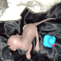 Sphynx Cats for sale in Live Oak, FL, USA. price: $600