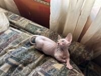 Sphynx Cats for sale in Greenwich Rd, Kearny, AZ 85137, USA. price: NA